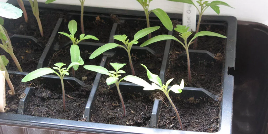 фото рассада томата