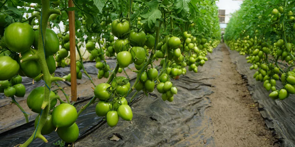 фото томаты на подвязке