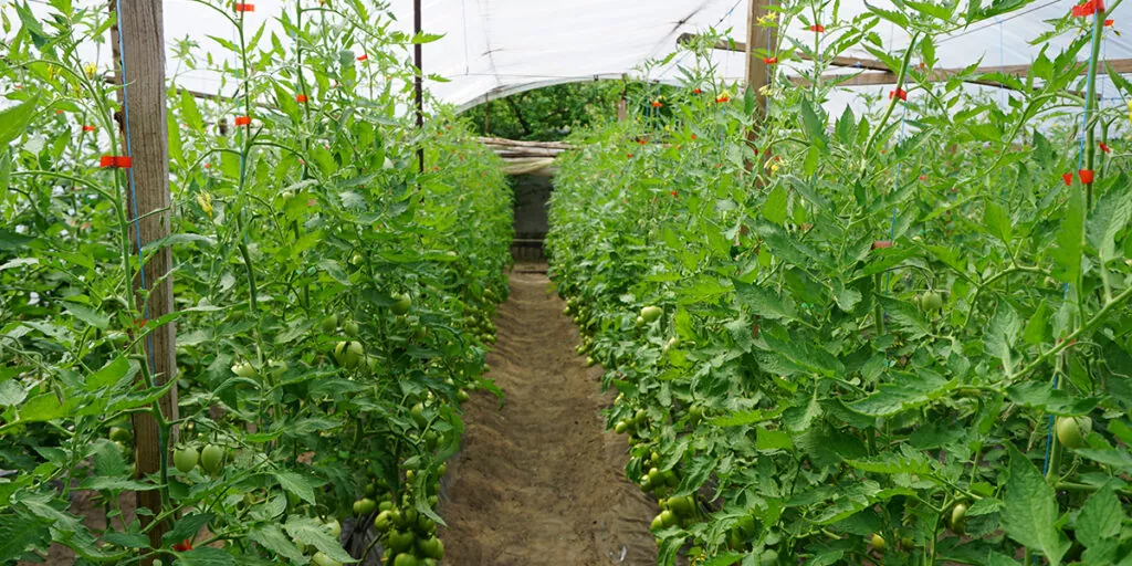 фото томаты в теплице