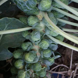 фото брюссельской капусты абакус ф1