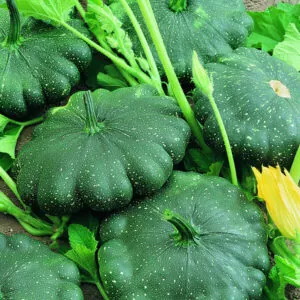 фото патиссон гриндиск ф1