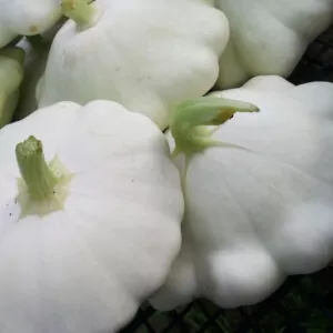 фото патиссон патина