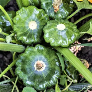 фото патиссон старшип ф1