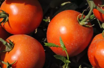 фото томаты