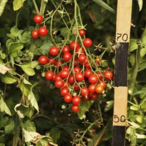 фото томата барбарис ф1