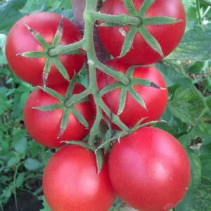 фото томата бейбино ф1