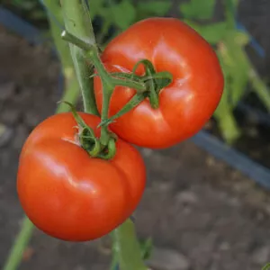 фото томата белфорт ф1