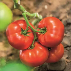 фото томата биг биф ф1