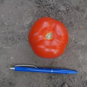 фото томата бодерин ф1