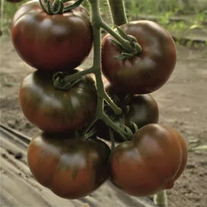 фото томата бронзон ф1