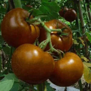 фото томата будулай ф1