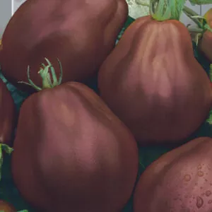 фото томата черная груша