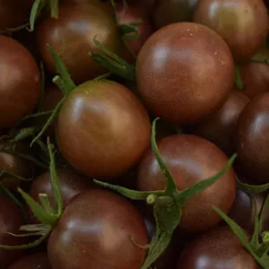 фото томата черный жемчуг ф1