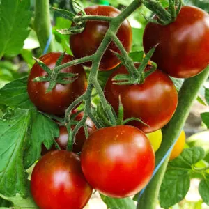 фото томата черный принц