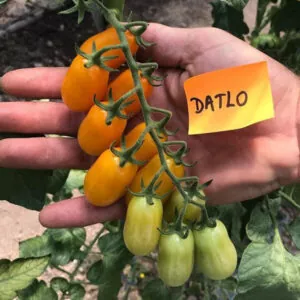 фото томата датло ф1