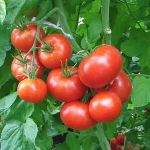 фото томата данна анна ф1