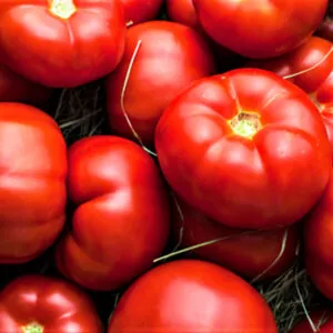 фото томата гравитет