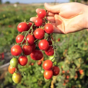 фото томата идил