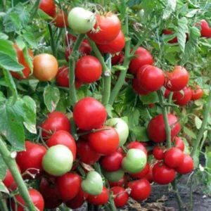 фото томата инфинити ф1