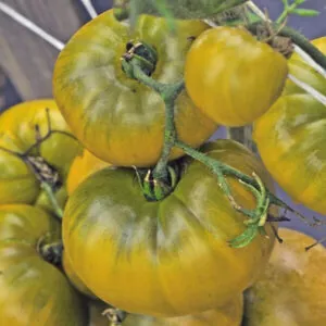 фото томата изумрудное яблоко