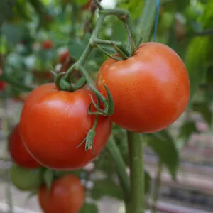 фото томата капонет ф1