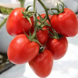 фото томата колибри ф1