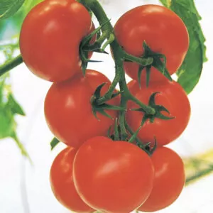 фото томата кристал ф1