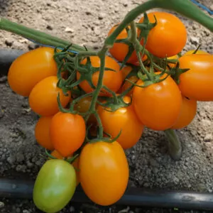 фото томата кс 1430 ф1