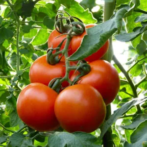 фото томата махитос ф1