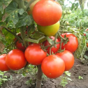 фото томата мальва ф1