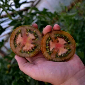 фото томата мавр ф1