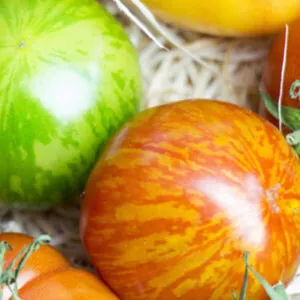 фото томата мраморный