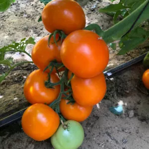 фото томата оранж