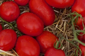 фото томата пьетра росса