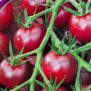 фото томата пляжный черри