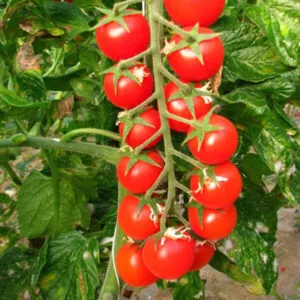 фото томата порпора ф1