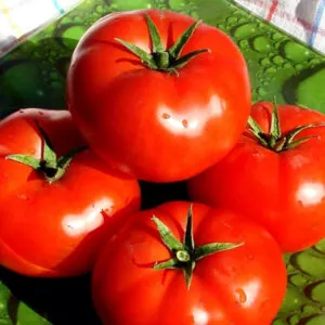 фото томата президент ф1