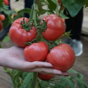 фото томата роялпинк ф1