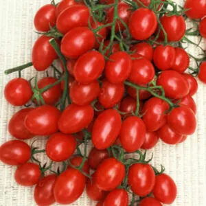 фото томата розалита