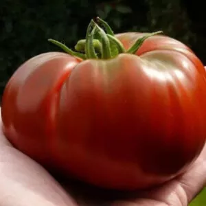 фото томата шапка мономаха