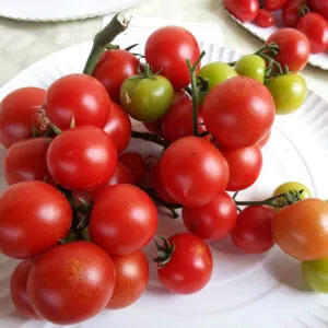 фото томата спенсер ф1