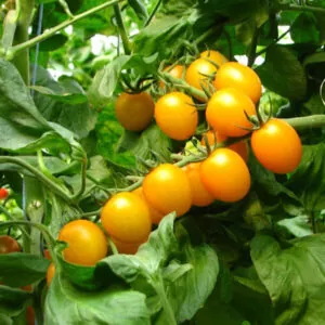 фото томата стар голд ф1