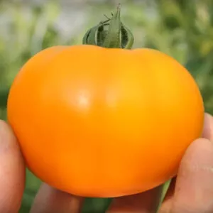 фото томата тойо ф1