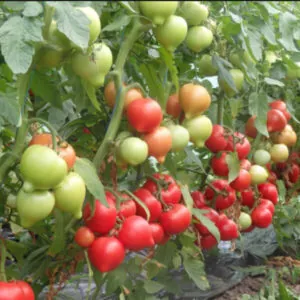 фото томата вигго ф1