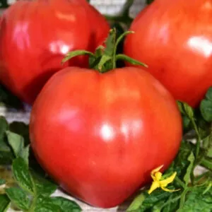 фото томата воловье сердце