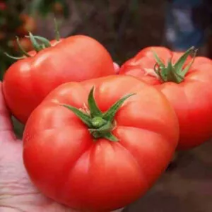 фото томата вождь краснокожих