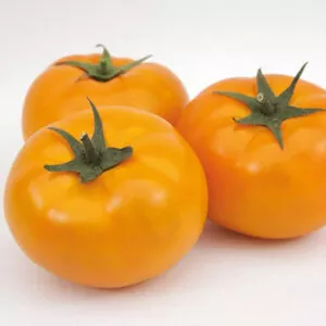 фото томата ямамото ф1