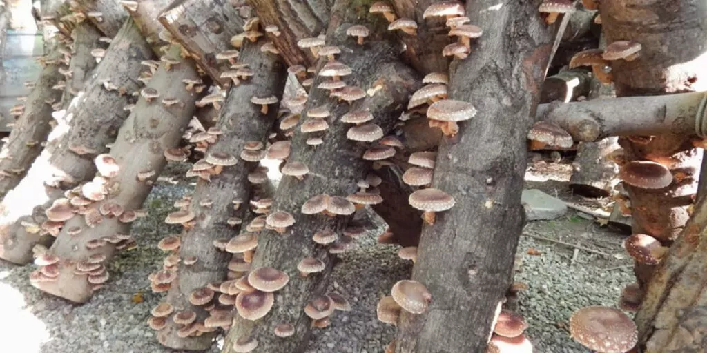 фото грибы шиитаке