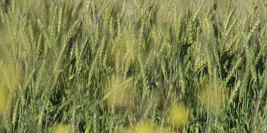 ячмінь поле фото