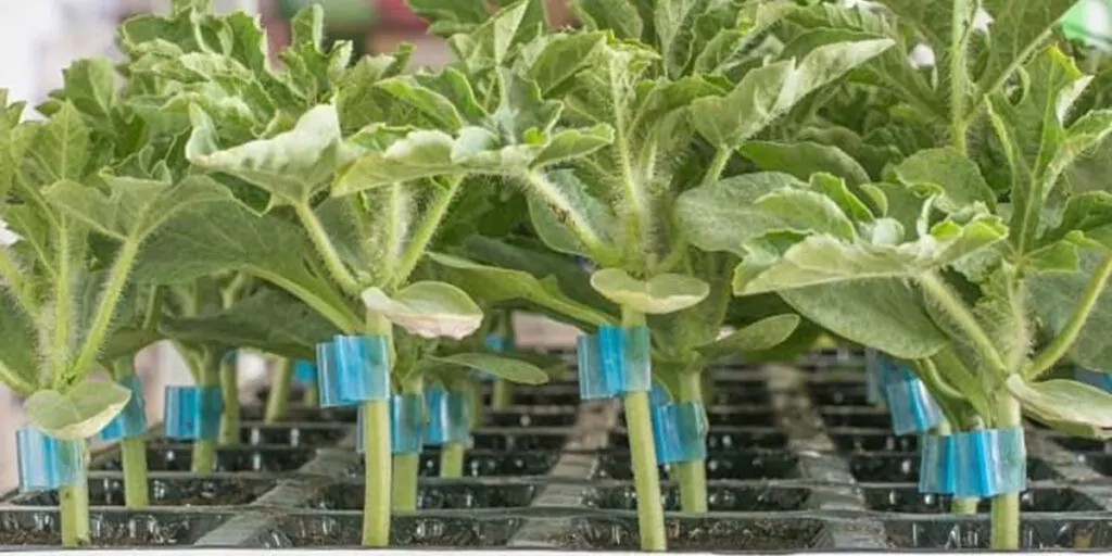 кавун на підщепі